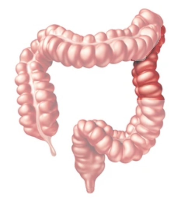 Descending Colon
