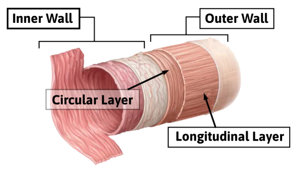 Lumen Layers