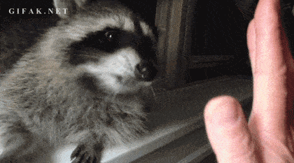 Two Racoons