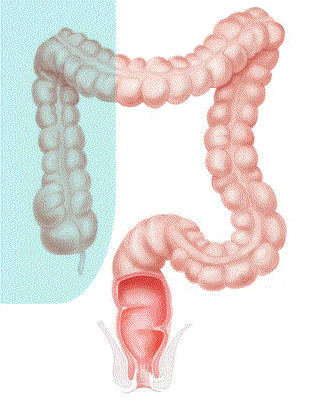 PICTURE: ANATOMICAL STRUCTURE OF FIST CHUTE
